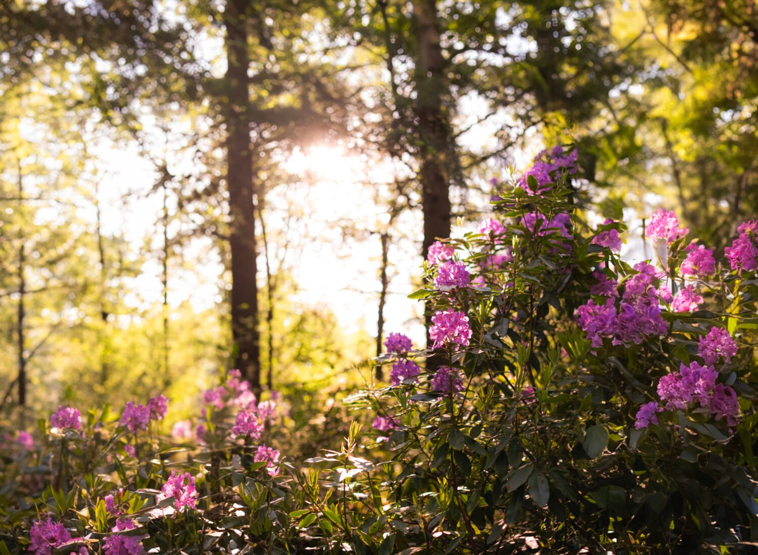 Sunlight filtering through trees onto blooming purple flowers.