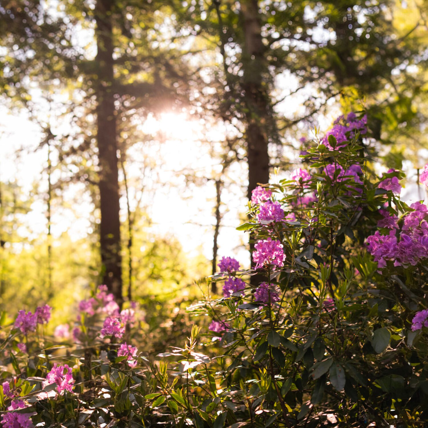 Sunlight filtering through trees onto blooming purple flowers.