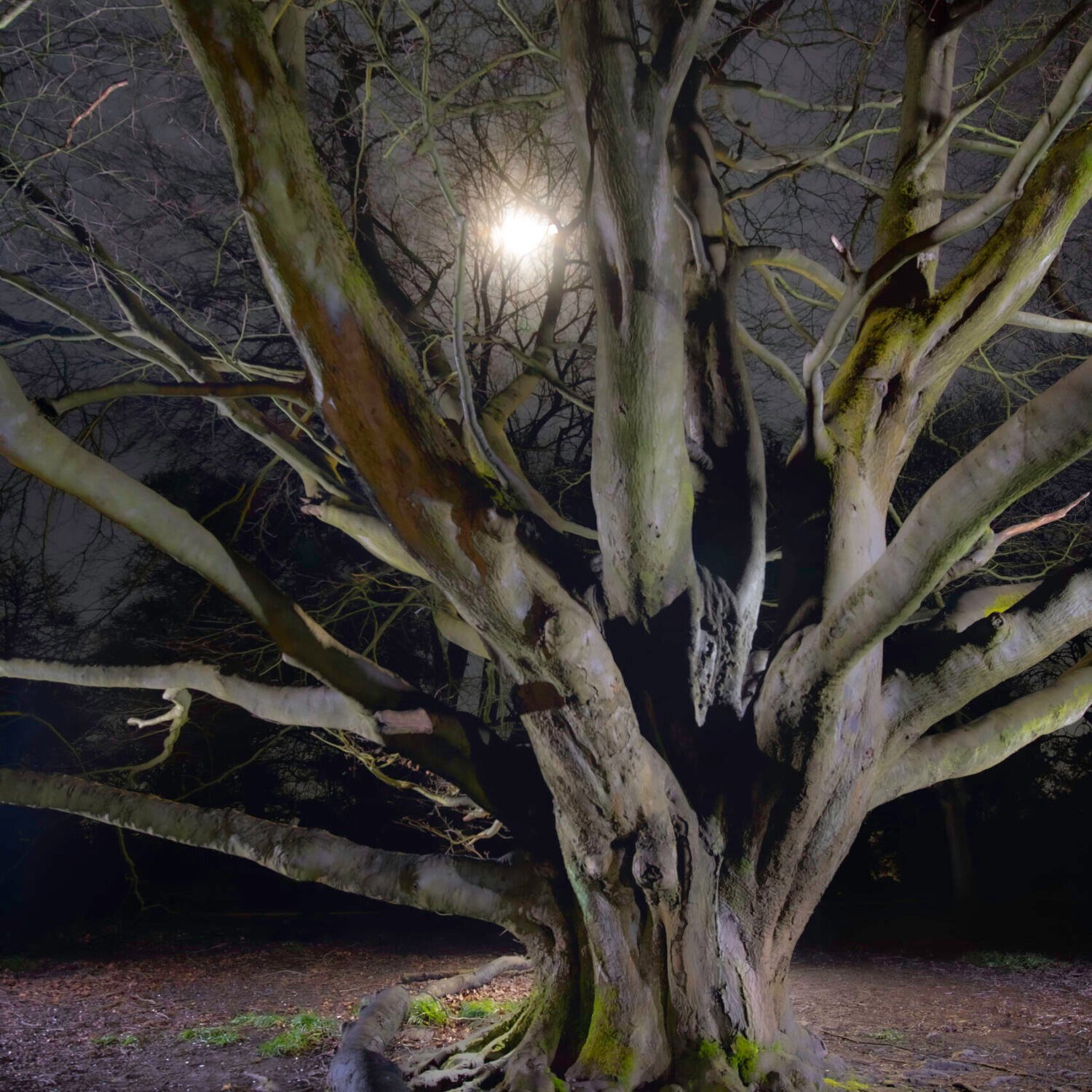 A haunting tree illuminated from below against a night sky with a full moon peering through the branches.