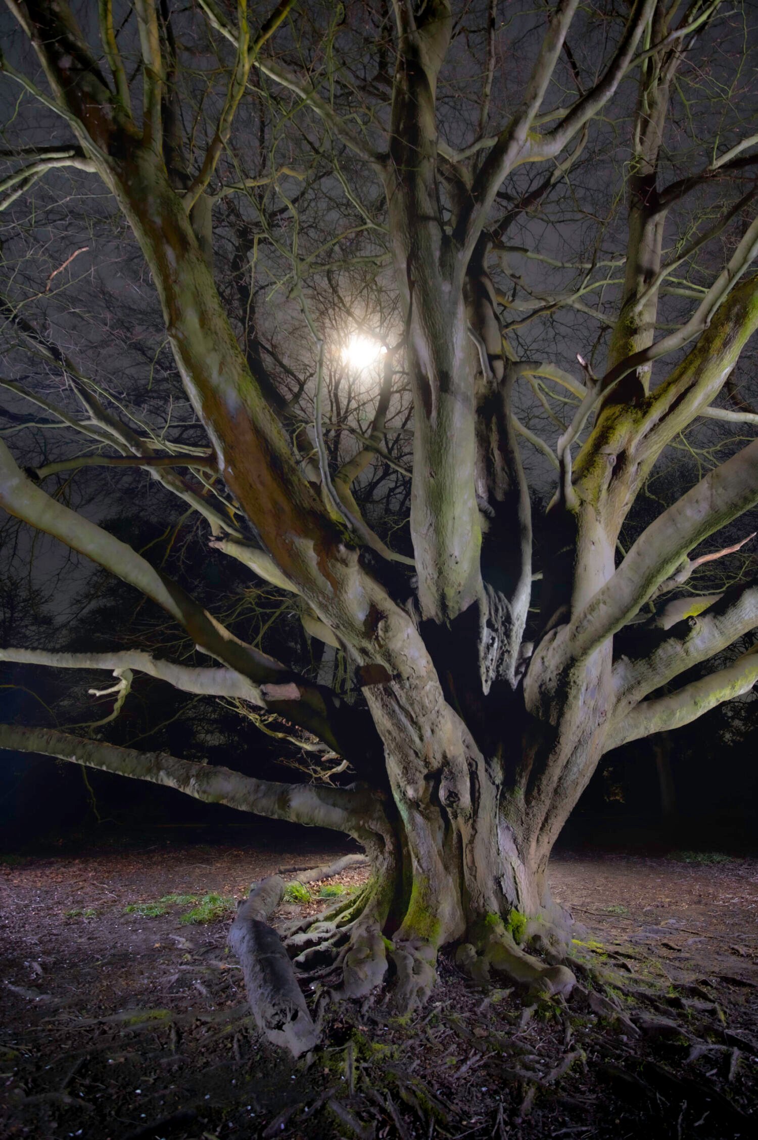 A haunting tree illuminated from below against a night sky with a full moon peering through the branches.