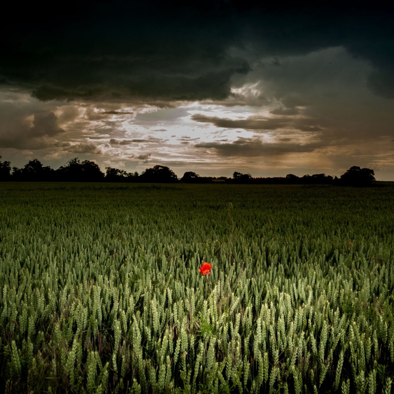 A solitary red poppy stands out in a dark field under a stormy sky.