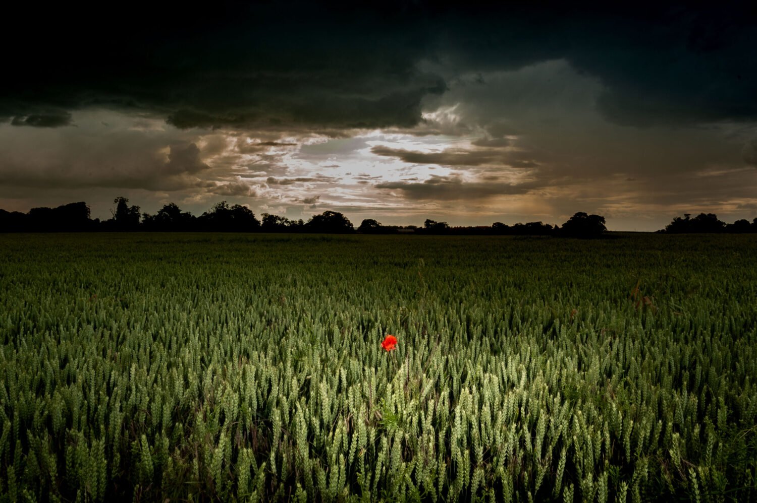 A solitary red poppy stands out in a dark field under a stormy sky.