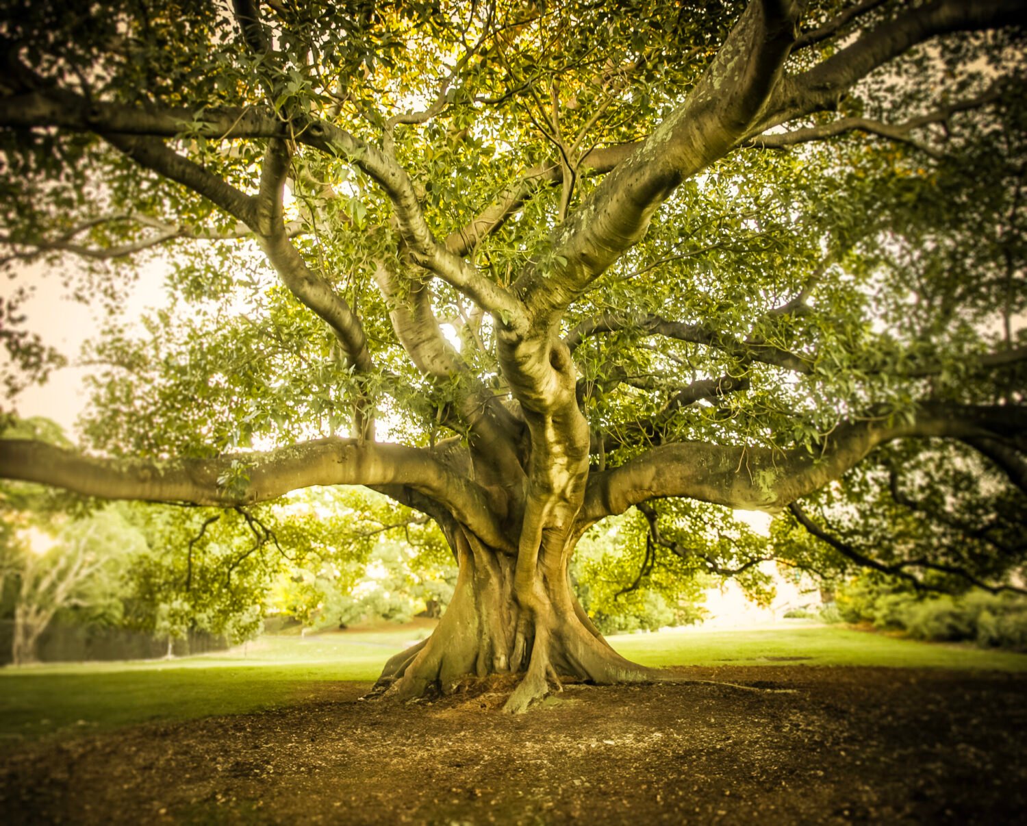 Majestic fig tree with expansive canopy in a tranquil park setting.