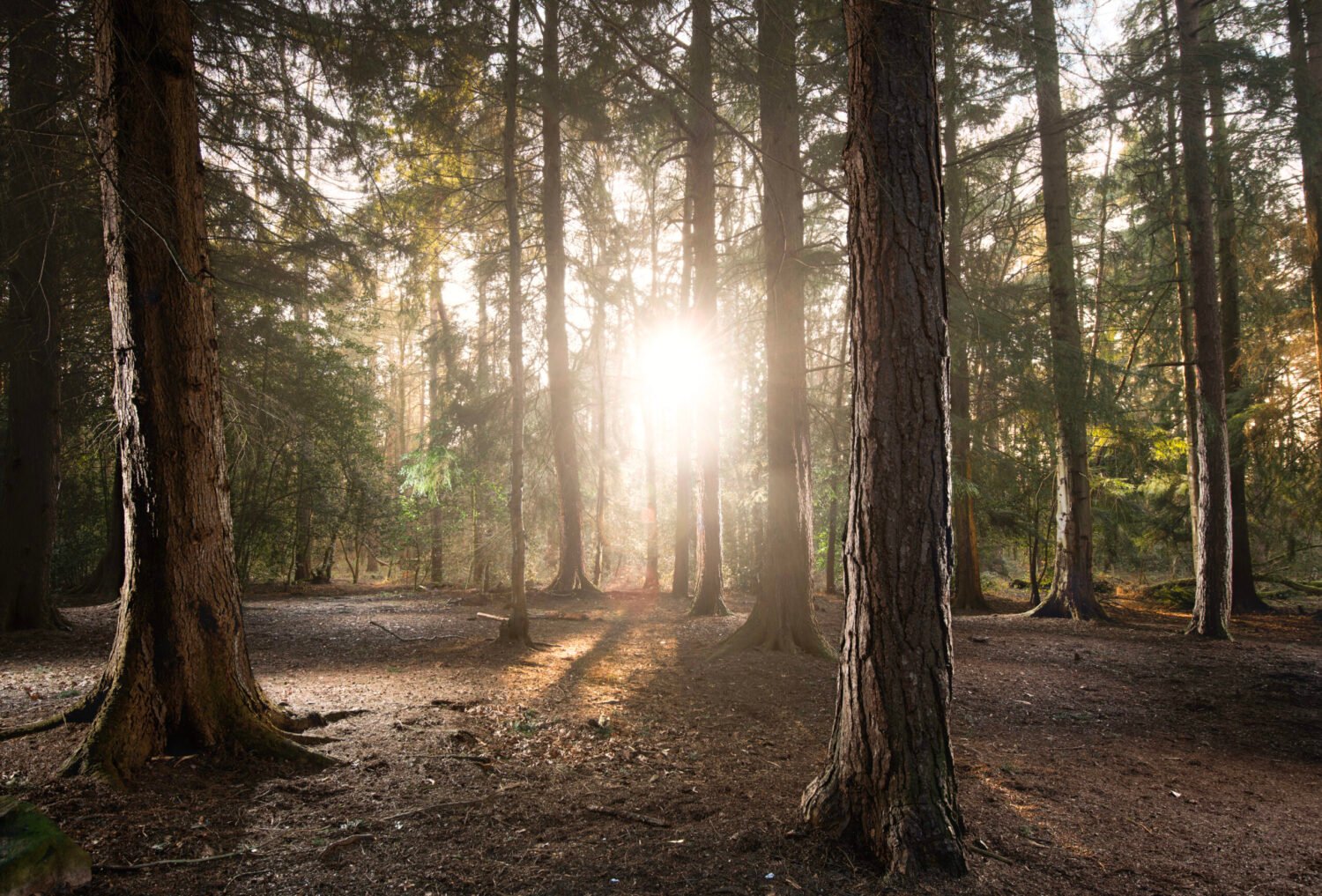 Sunlight streaming through a forest of tall pine trees.