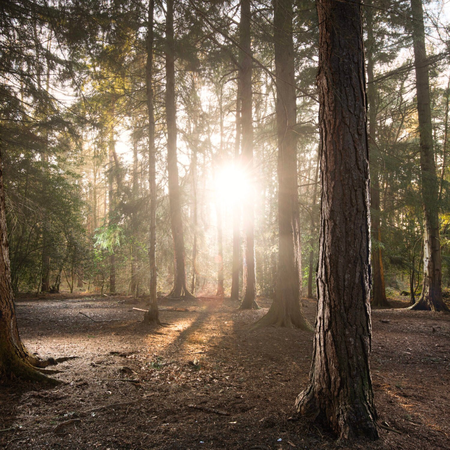 Sunlight streaming through a forest of tall pine trees.