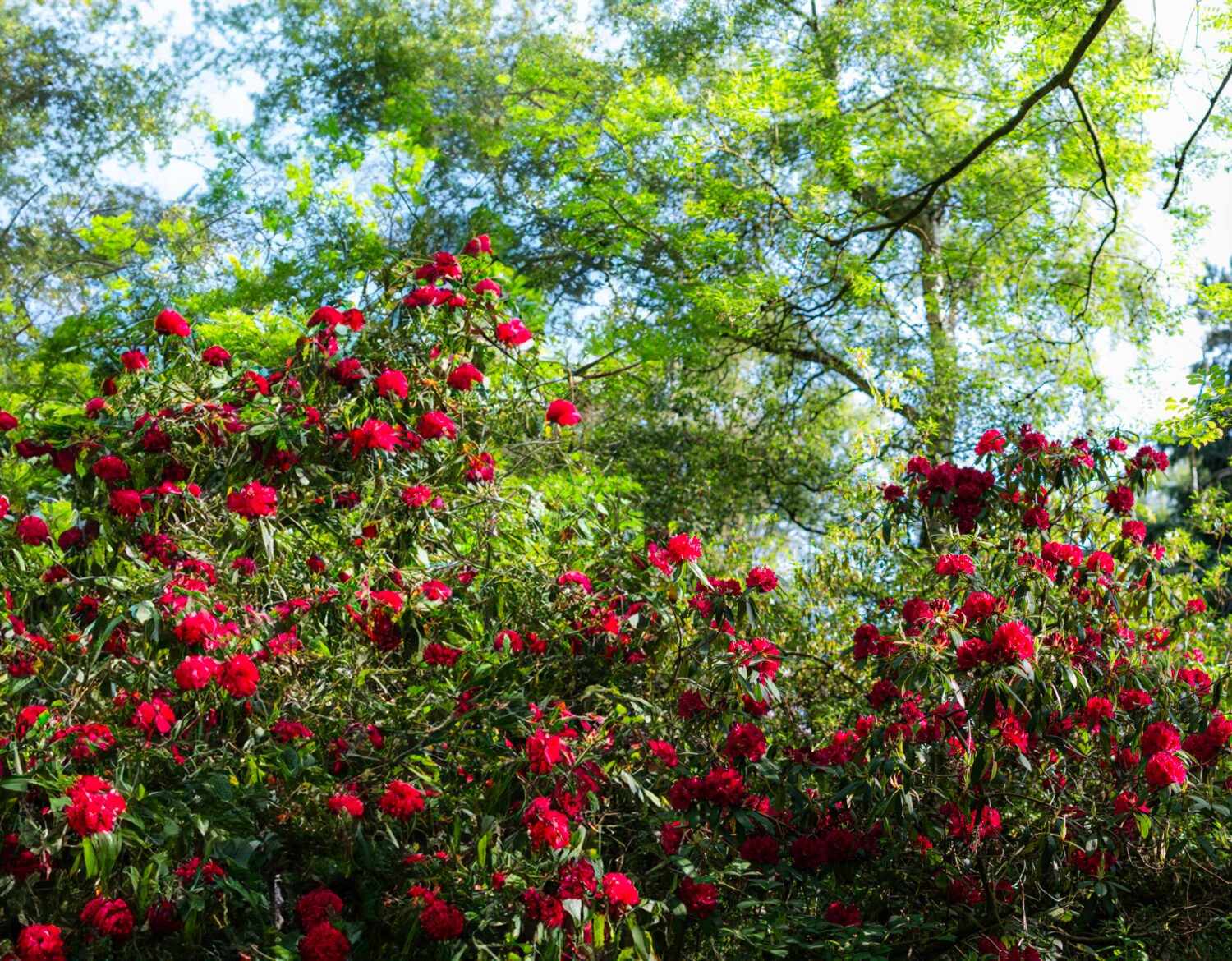 A vibrant cluster of red rhododendron flowers amid lush green foliage in a wooded area.