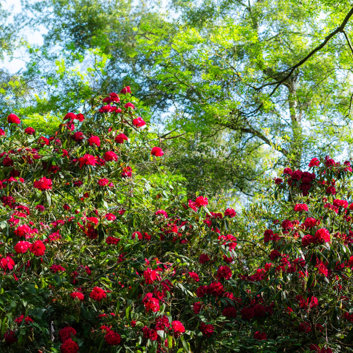 A vibrant cluster of red rhododendron flowers amid lush green foliage in a wooded area.