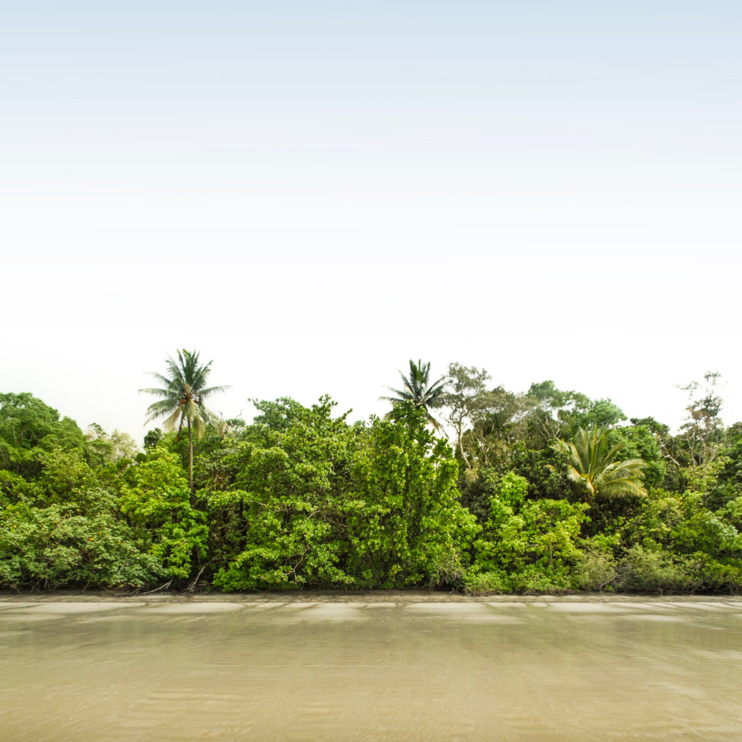 Lush tropical beach with dense green foliage under a blue sky.