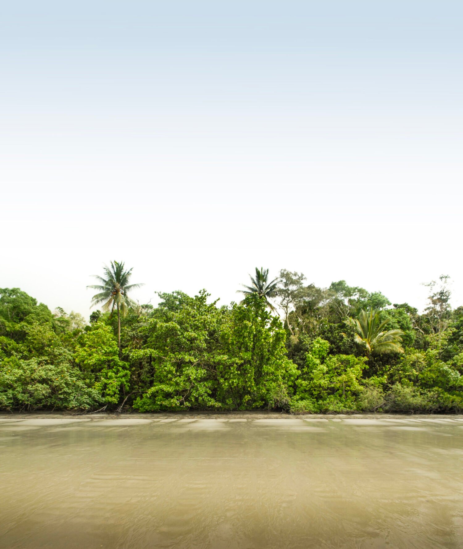 Lush tropical beach with dense green foliage under a blue sky.