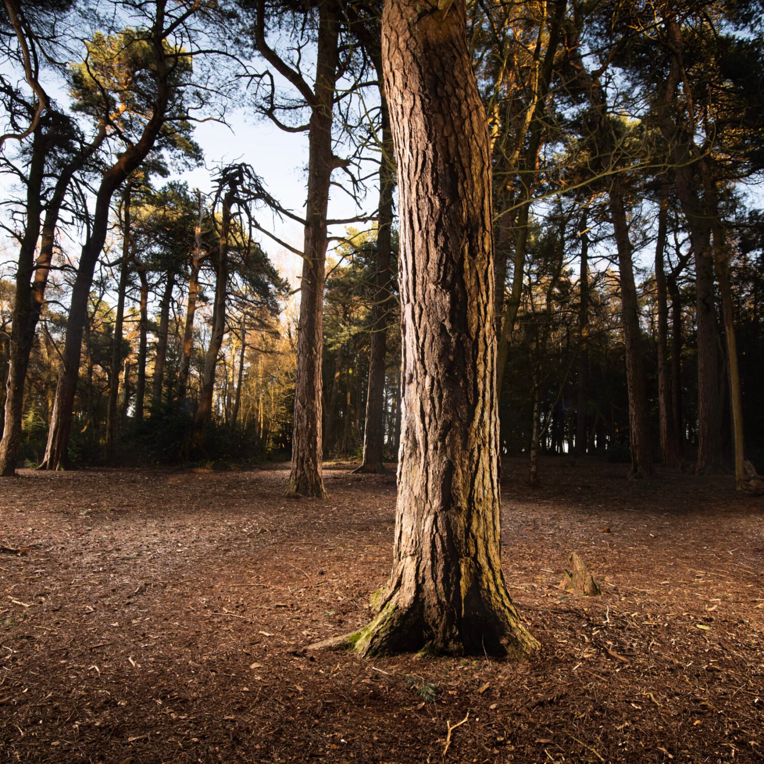 Sunlight filtering through trees in a serene forest clearing.