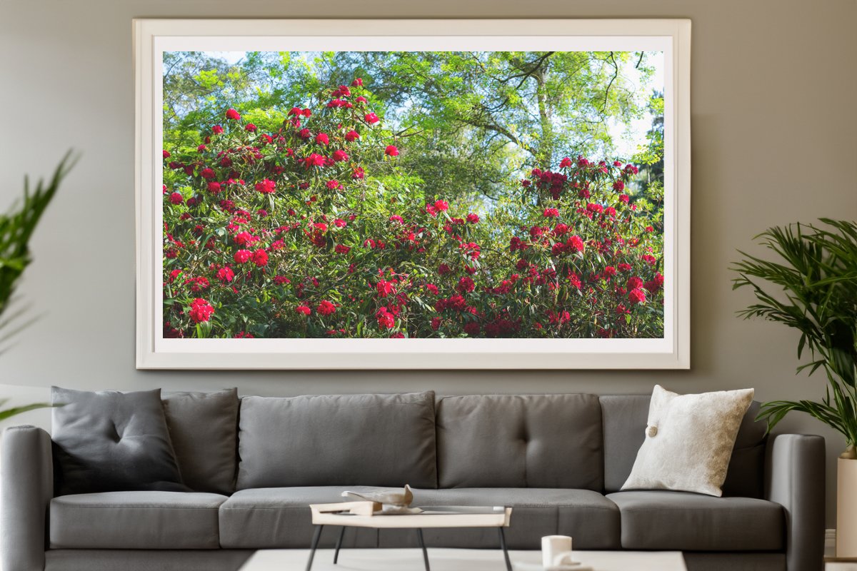 A vibrant cluster of red rhododendron flowers amid lush green foliage in a wooded area.