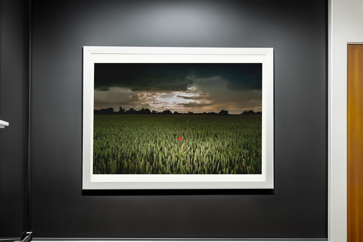 A solitary red poppy stands out in a dark field under a stormy sky.